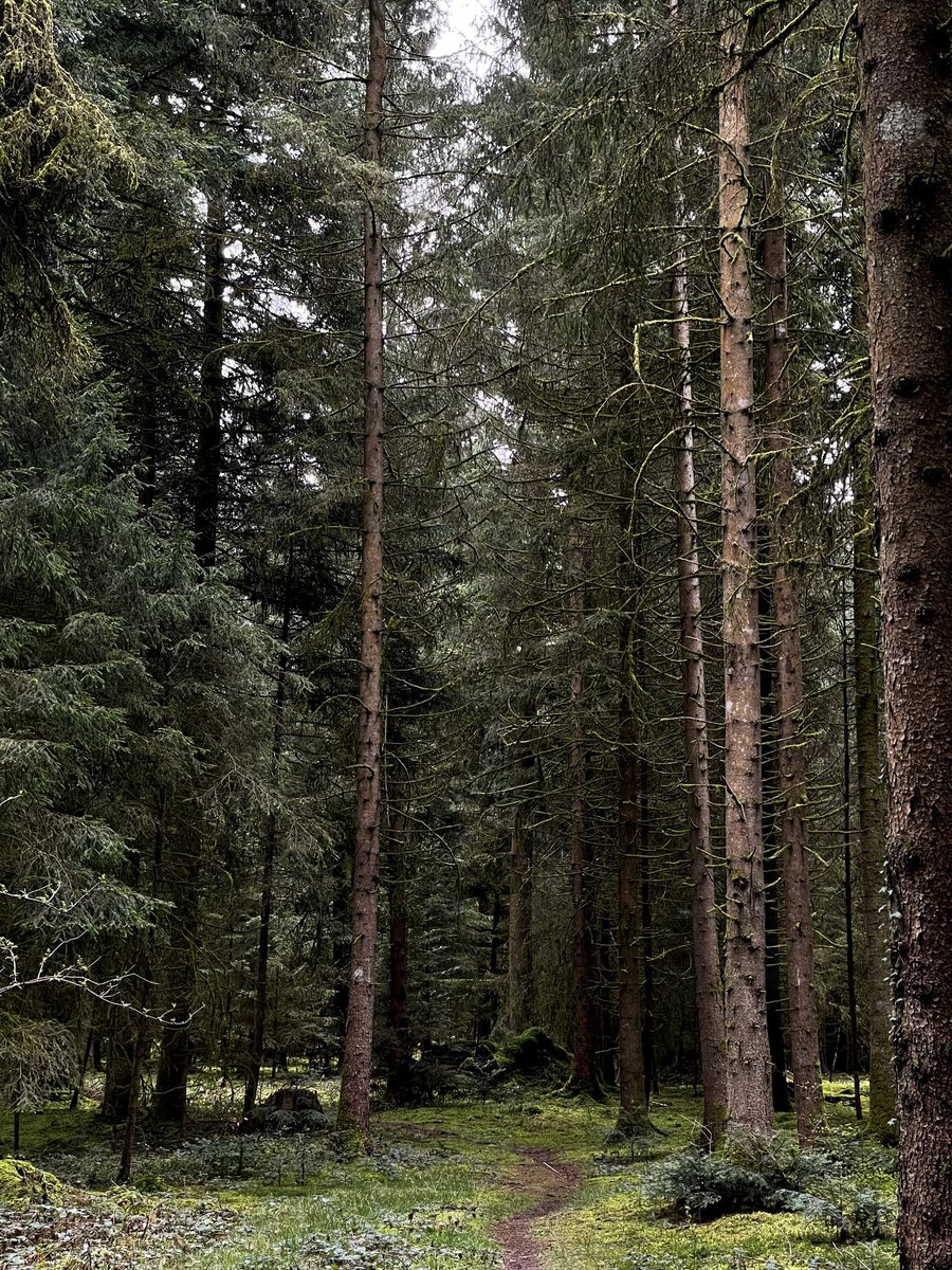 claudicare's tweet photo. "Der Wald ist wie das Innere unseres Geistes - unergründlich und voller Überraschungen. Lass dich von der Schönheit des Waldinneren inspirieren. 🌲🍃 #Inneres #Inspiration #Natur" https://t.co/6YmRnFbnWd