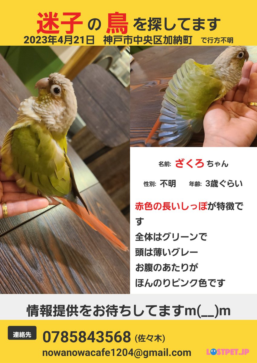 WakuwakuMisae's tweet photo. 困った
#迷い鳥 https://t.co/ljrwQHuHfw