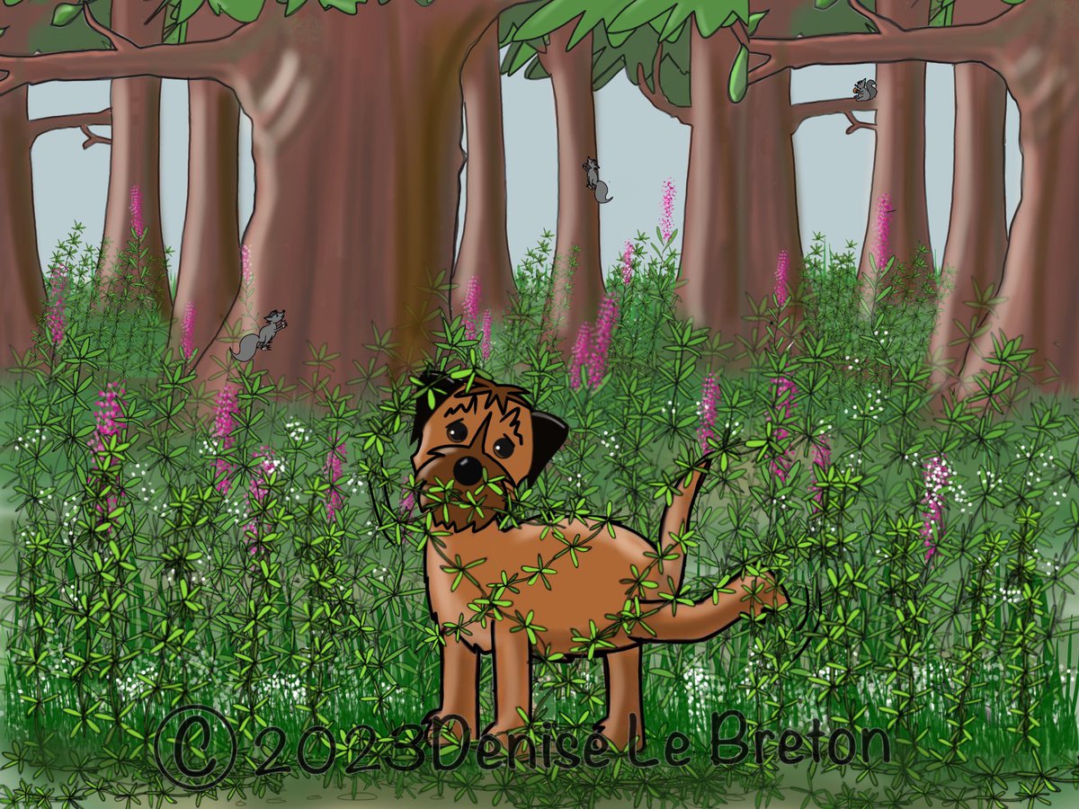 Sheldon the Border Terrier tweet media