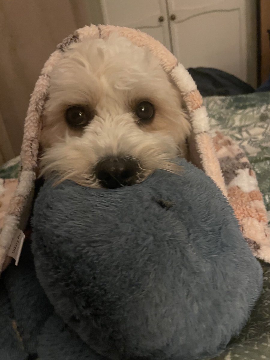 DarwinDaDog's tweet photo. Any of my doggo friends have an emotional support toy like me?

Henry the Octopus is my best friend and is always there for me when I need him 💜🐾 https://t.co/Hoo9LrkVg4
