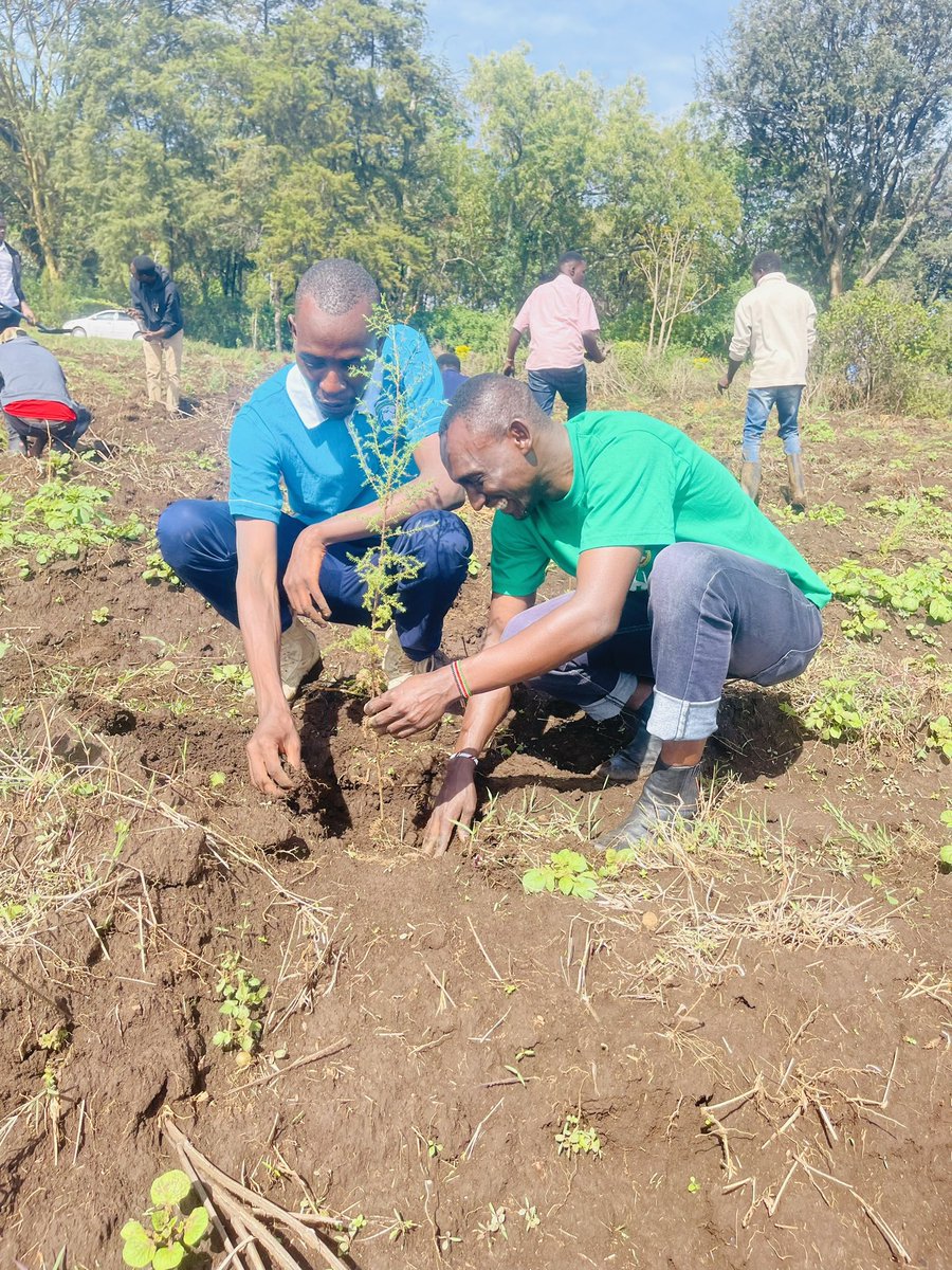 FaithChela5's tweet photo. Spent an incredible day at @egertonunikenya agroforestry, planting 1500 trees to help combat climate change and promote biodiversity! Let's keep working together to create a more sustainable future for all @yfga_kenya #plantingtrees #climateaction @McfChs @ruforumsec https://t.co/BwBZLqLsQF