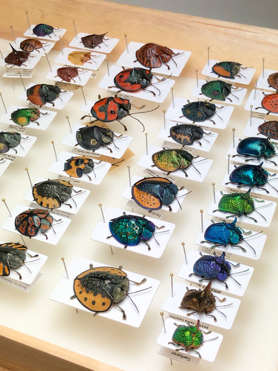 美麗種のなかでもブローチハムシは生態写真・標本写真を合わせると40種