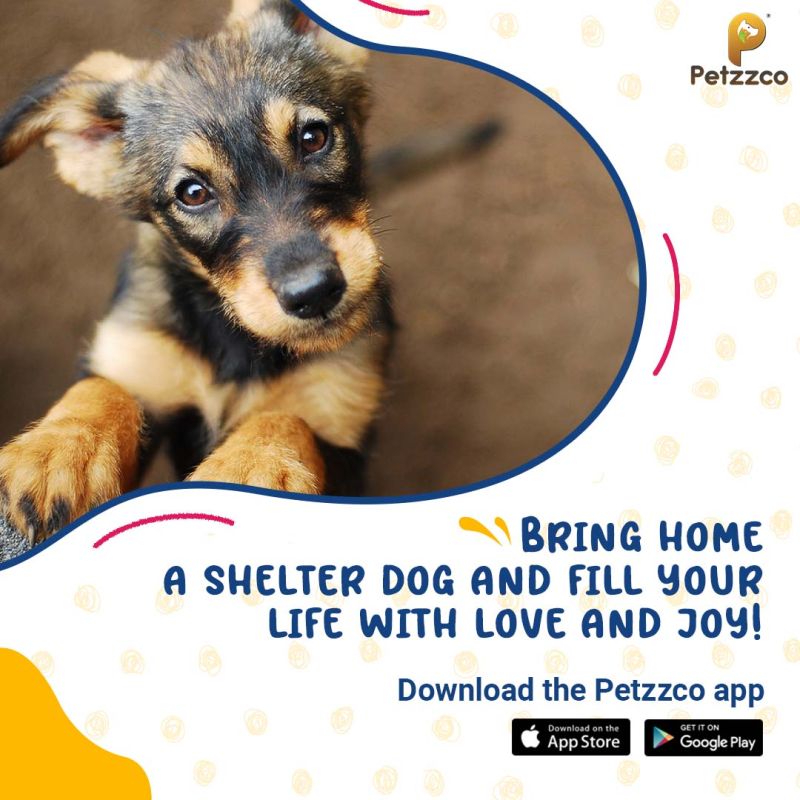 Petzzco's tweet photo. Every year, millions of innocent dogs end up in shelters due to abandonment, neglect, or simply because their owners no longer care for them. Adopting a shelter dog means giving them a second chance at life. 

Download the Petzzco app.
 
#community #pets #petcare #communityapp https://t.co/gw2NcojIIb
