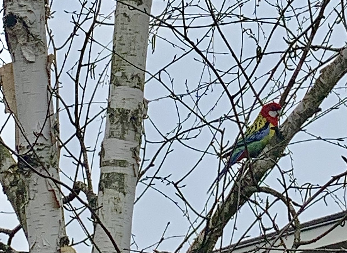 Het wordt steeds gekker met die opwarming. Nu al een prachtige Rosella in onze berk. #tropischesferen