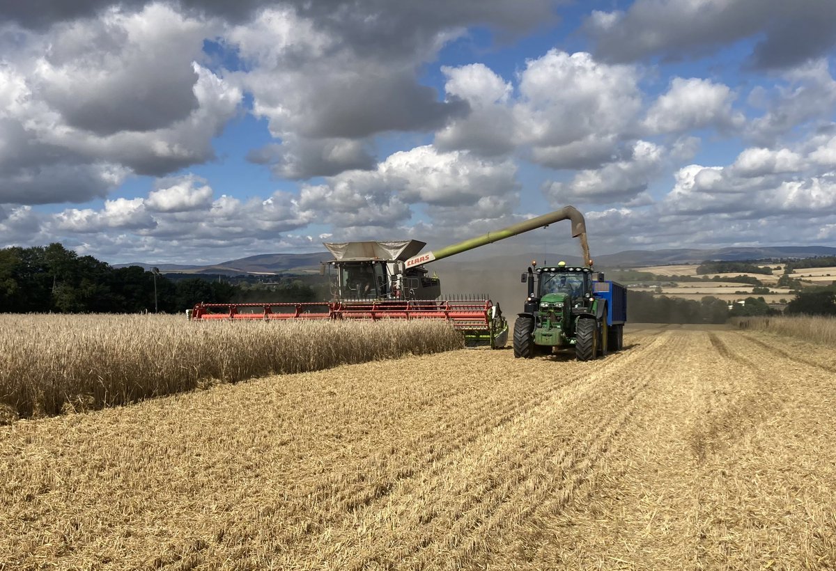 southeskmanager's tweet photo. Last load of @SaatenUk Bendix Rye being loaded for malting 🥃 through @GraincoS @Cefetra . We’ve trebled this crops area based on performance over light land and second wheats. Need to grow it shorter this year @agronomyben as it’s a bit of a mouthful for the @CLAAS_UK 8800 ! https://t.co/Z337G4tUDA
