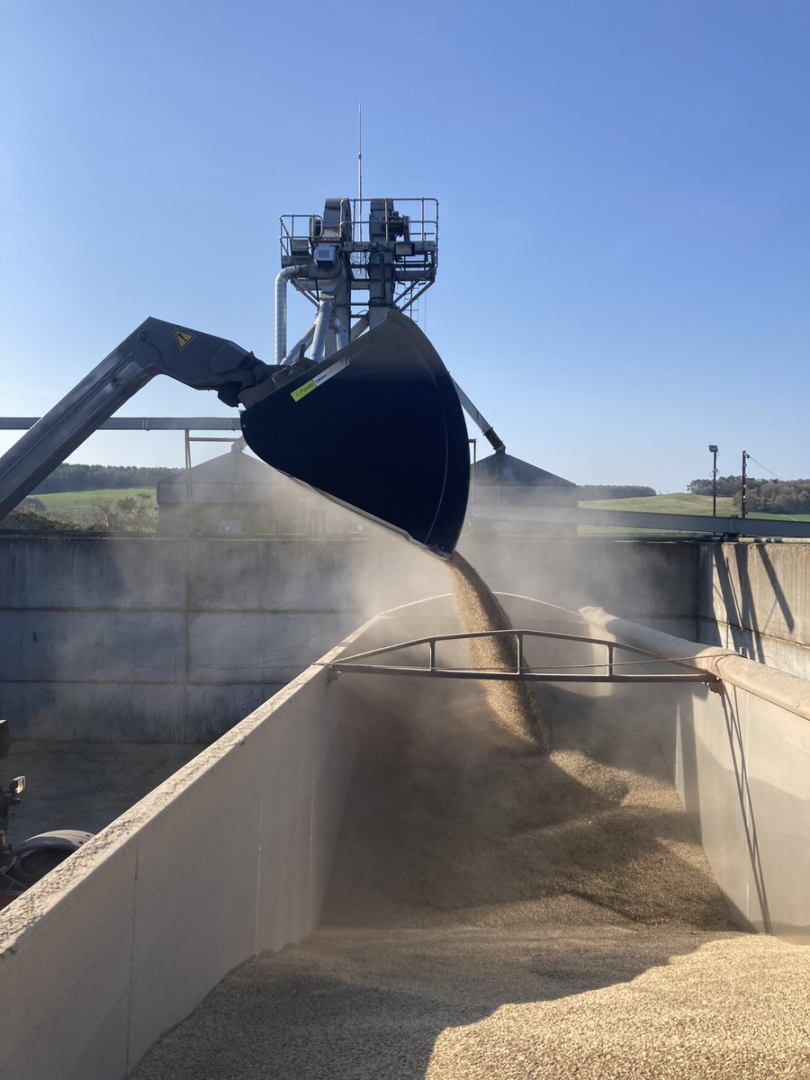 southeskmanager's tweet photo. Last load of @SaatenUk Bendix Rye being loaded for malting 🥃 through @GraincoS @Cefetra . We’ve trebled this crops area based on performance over light land and second wheats. Need to grow it shorter this year @agronomyben as it’s a bit of a mouthful for the @CLAAS_UK 8800 ! https://t.co/Z337G4tUDA