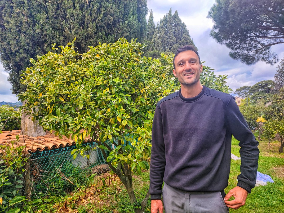 Lauverbla's tweet photo. À #Vallauris dans les Alpes-Maritimes, la cueillette de la fleur d'oranger a déjà commencé.

 @jnfalcou #agriculture #bio https://t.co/4gD1gVcn54