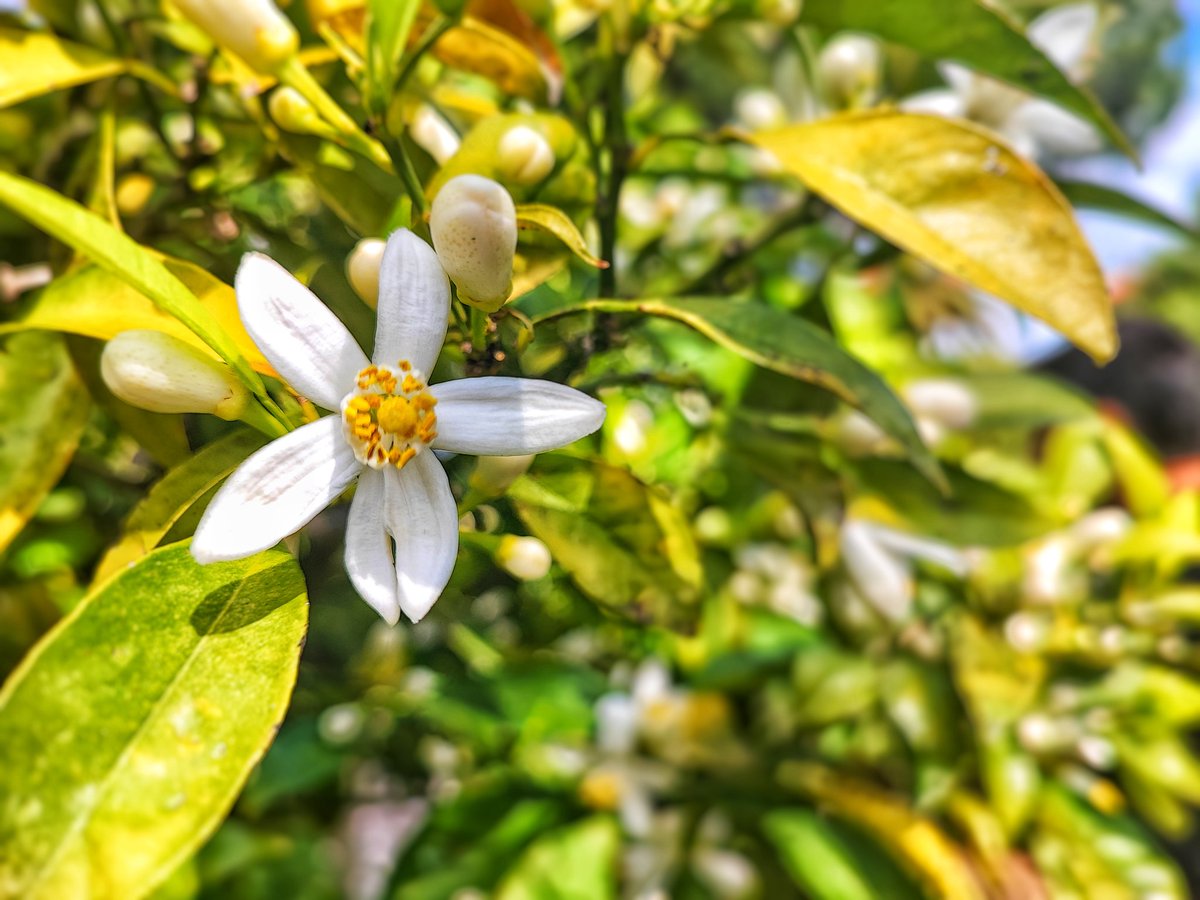 Lauverbla's tweet photo. À #Vallauris dans les Alpes-Maritimes, la cueillette de la fleur d'oranger a déjà commencé.

 @jnfalcou #agriculture #bio https://t.co/4gD1gVcn54