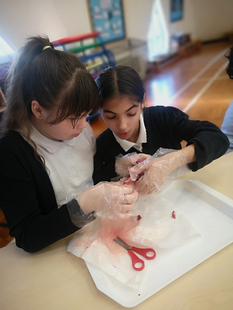 HandfordHallPS's tweet image. Focus, curiosity and fantastic attitude to learning. Well done Year 6!
#Fabscience