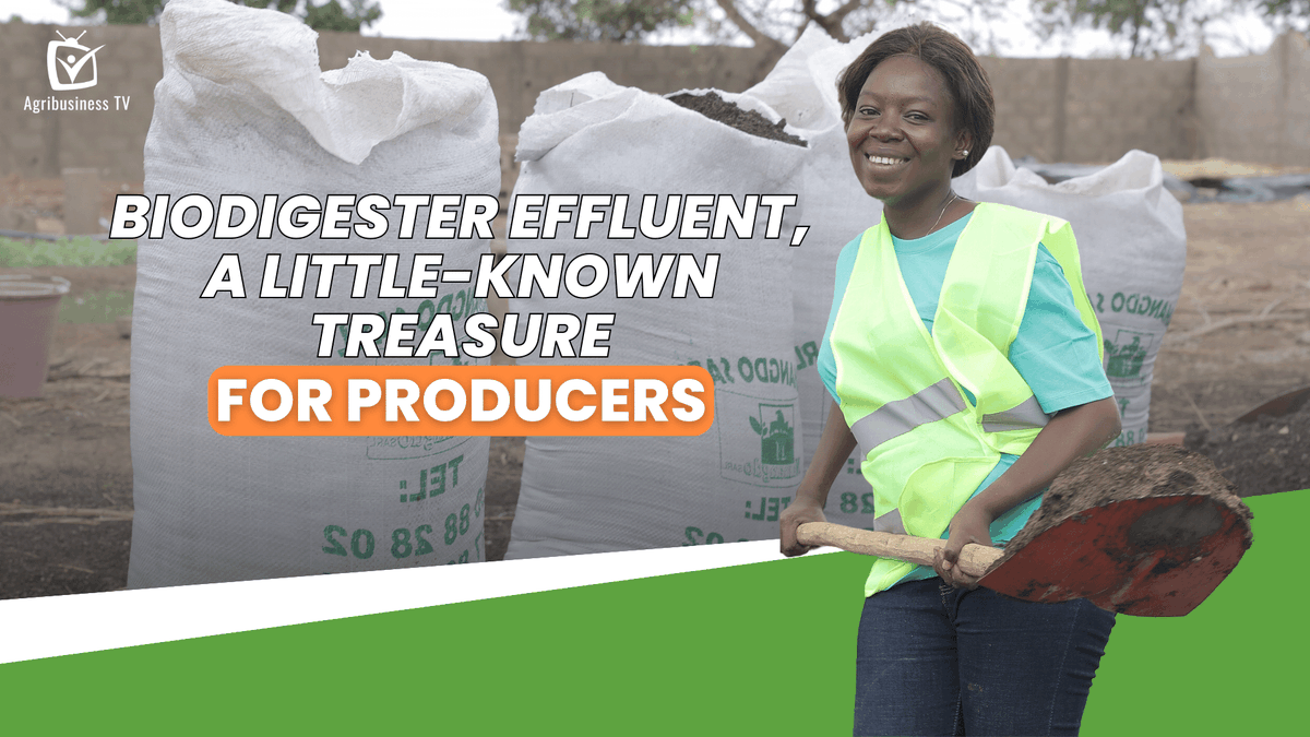 AgribusinessTV's tweet image. Aminata OUÉDRAOGO produces organic fertilizer 🌱 and animal feed from the products of the #biodigester.  

➡️ youtu.be/P_vItIbntcU 

#AgribusinessTV #BurkinaFaso