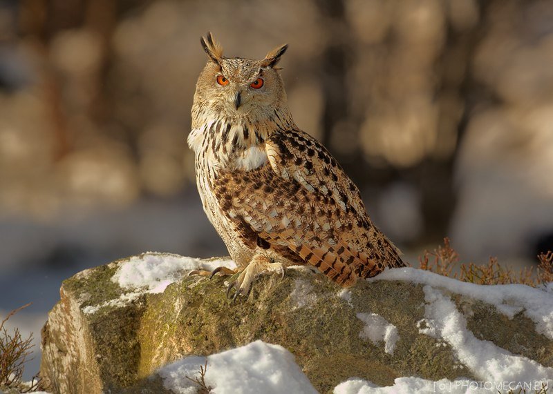 Mhd_Krayem's tweet photo. Fake eagle owl 🦉🤣 https://t.co/Sln4dKfOkH