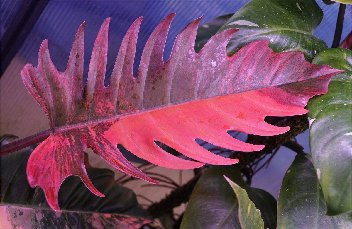 liguster düngen blaukorn Blaudünger main image 1
