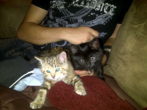 Zeisu17's tweet photo. @cctvidiots I did something similar at my work, i was throwing out cardboard for the evening and found a box next to the dumpsters and it had two kittens in it, i kept the kitties since <3 https://t.co/pfsw3qvfIs