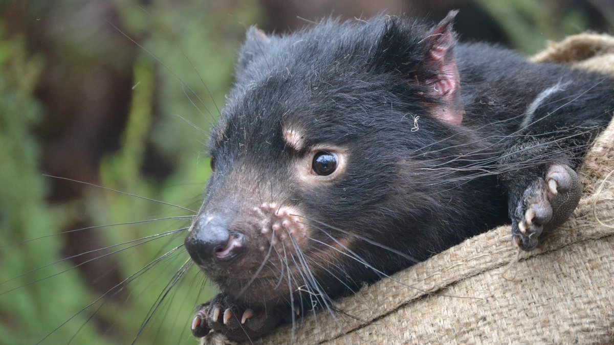 Cambridge Vet School (@camvetschool) on Twitter photo Congratulations to @DevilsAdvoMax <a href="/tcgcambridge/">TCG, Cambridge</a> on their Science paper published today. Read more here: vet.cam.ac.uk/news/new-study…
Photo credit: Maximilian Stammnitz Congratulations to @DevilsAdvoMax <a href="/tcgcambridge/">TCG, Cambridge</a> on their Science paper published today. Read more here: vet.cam.ac.uk/news/new-study…
Photo credit: Maximilian Stammnitz