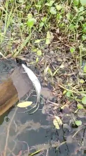 alter_istmo's tweet photo. Pescadores denunciaron  un  nuevo derrame químico se registró en  uno de los afluentes que conectan con el Río Coatzacoalcos, en varios puntos  localizaron peces muertos e iridiscencias.
La Nota 👇👇
https://t.co/9ibYlmfTOC https://t.co/mkGzEFsrFT
