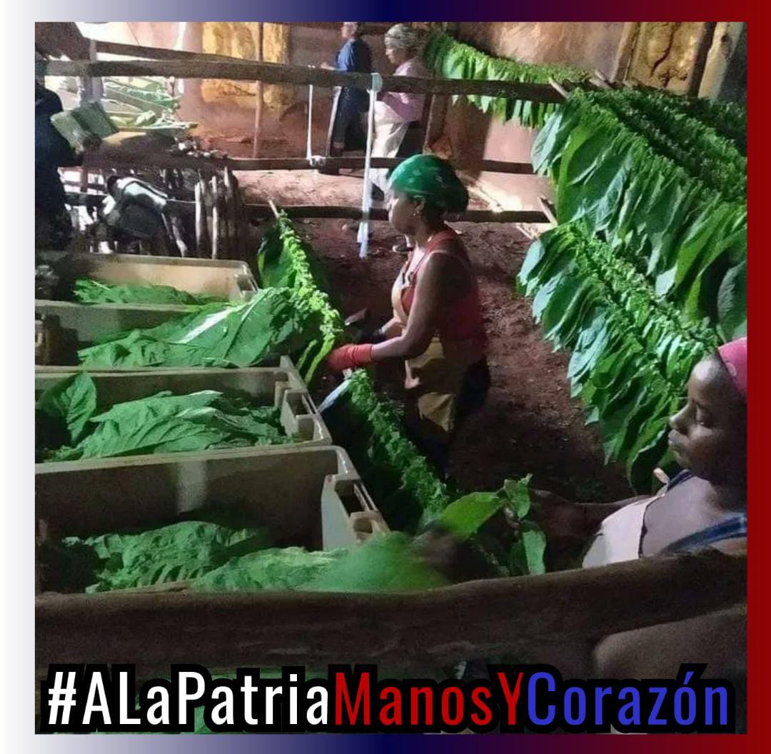 YoDeVzla's tweet photo. Por Amor a la Cuba de Fidel, por amor #ALaPatriaManosYCorazón, cómo el Faro Revolucionario de América Latina y el Caribe desde aquel 1959, vamos a la continuidad de nuestra Patria Grande! 
Les abrazo desde Venezuela hermanos(as).🇨🇺💪🏻🇻🇪
#CDRCuba @Sandri_IU @IdaAitana @ArielPitaF https://t.co/sEvvo7RxiS