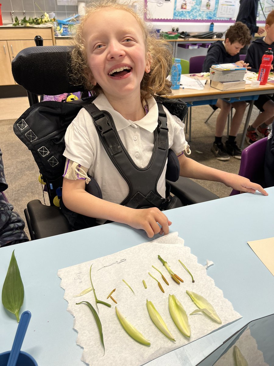 lawps's tweet photo. #P7LawPS #P7BLawPS have been learning about plants & flowers in their #Botany topic. We dissected flowers to look for the different parts as well as work out their function. #excitedaboutlearning https://t.co/UYEOvxhOoa