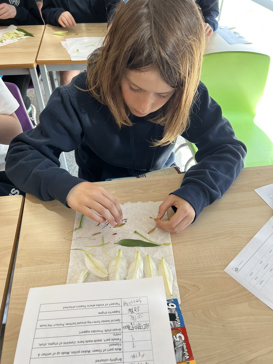 lawps's tweet photo. #P7LawPS #P7BLawPS have been learning about plants & flowers in their #Botany topic. We dissected flowers to look for the different parts as well as work out their function. #excitedaboutlearning https://t.co/UYEOvxhOoa