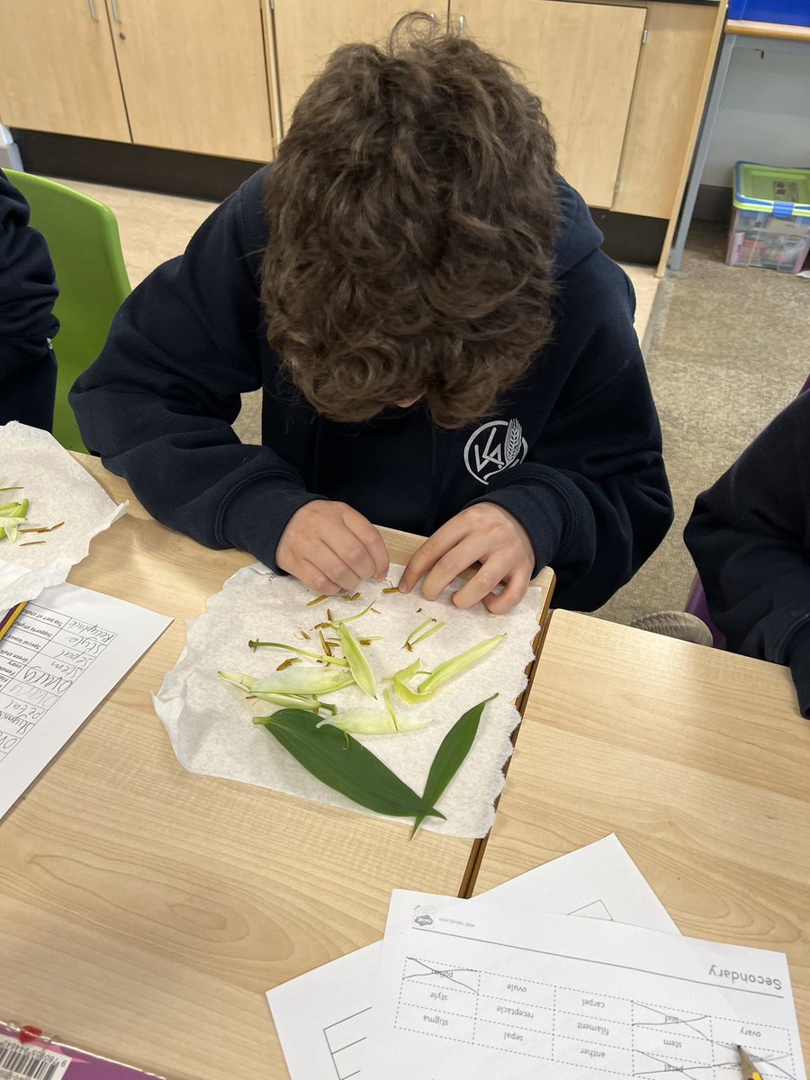 lawps's tweet photo. #P7LawPS #P7BLawPS have been learning about plants & flowers in their #Botany topic. We dissected flowers to look for the different parts as well as work out their function. #excitedaboutlearning https://t.co/UYEOvxhOoa