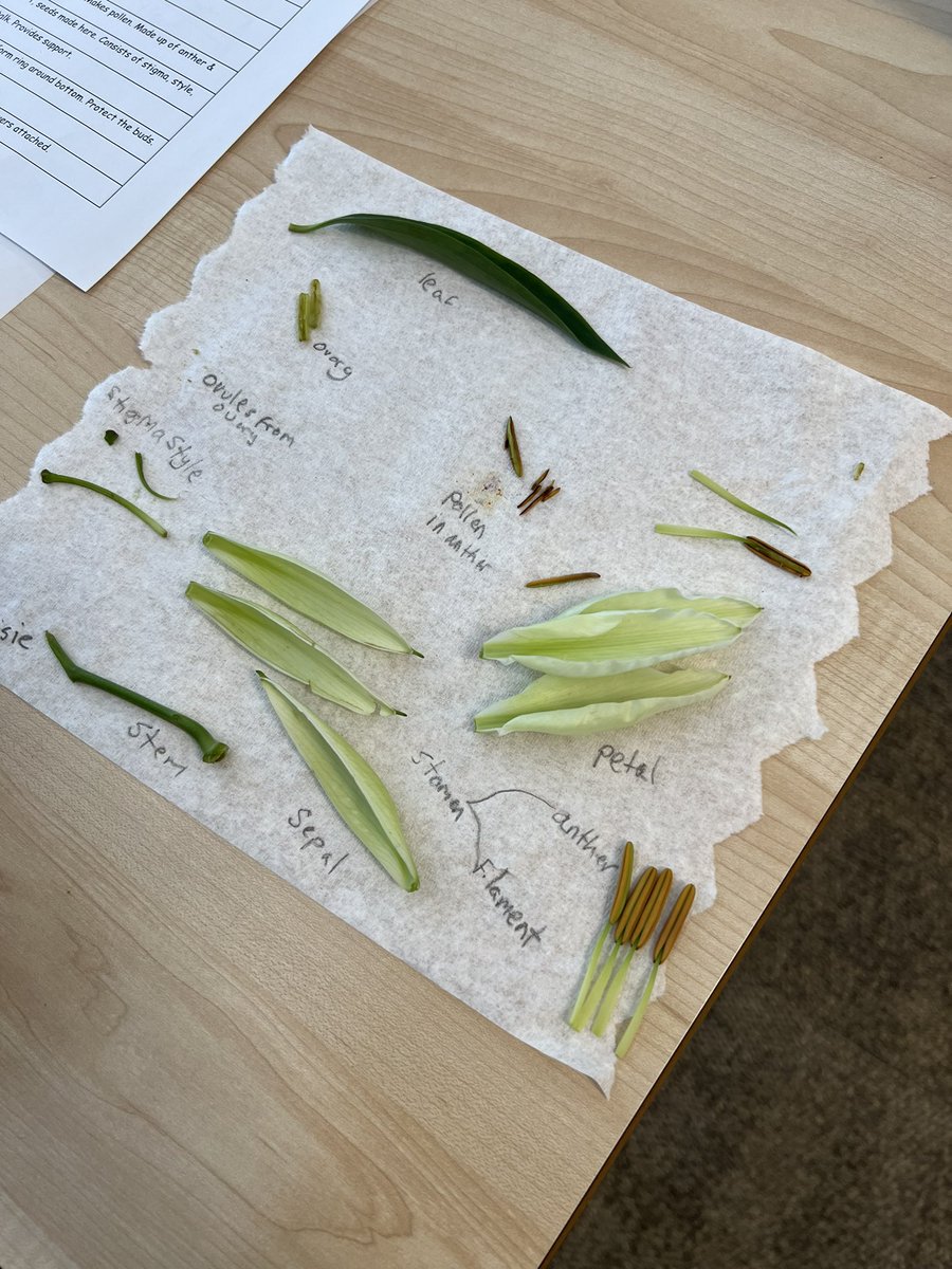 lawps's tweet photo. #P7LawPS #P7BLawPS have been learning about plants & flowers in their #Botany topic. We dissected flowers to look for the different parts as well as work out their function. #excitedaboutlearning https://t.co/UYEOvxhOoa