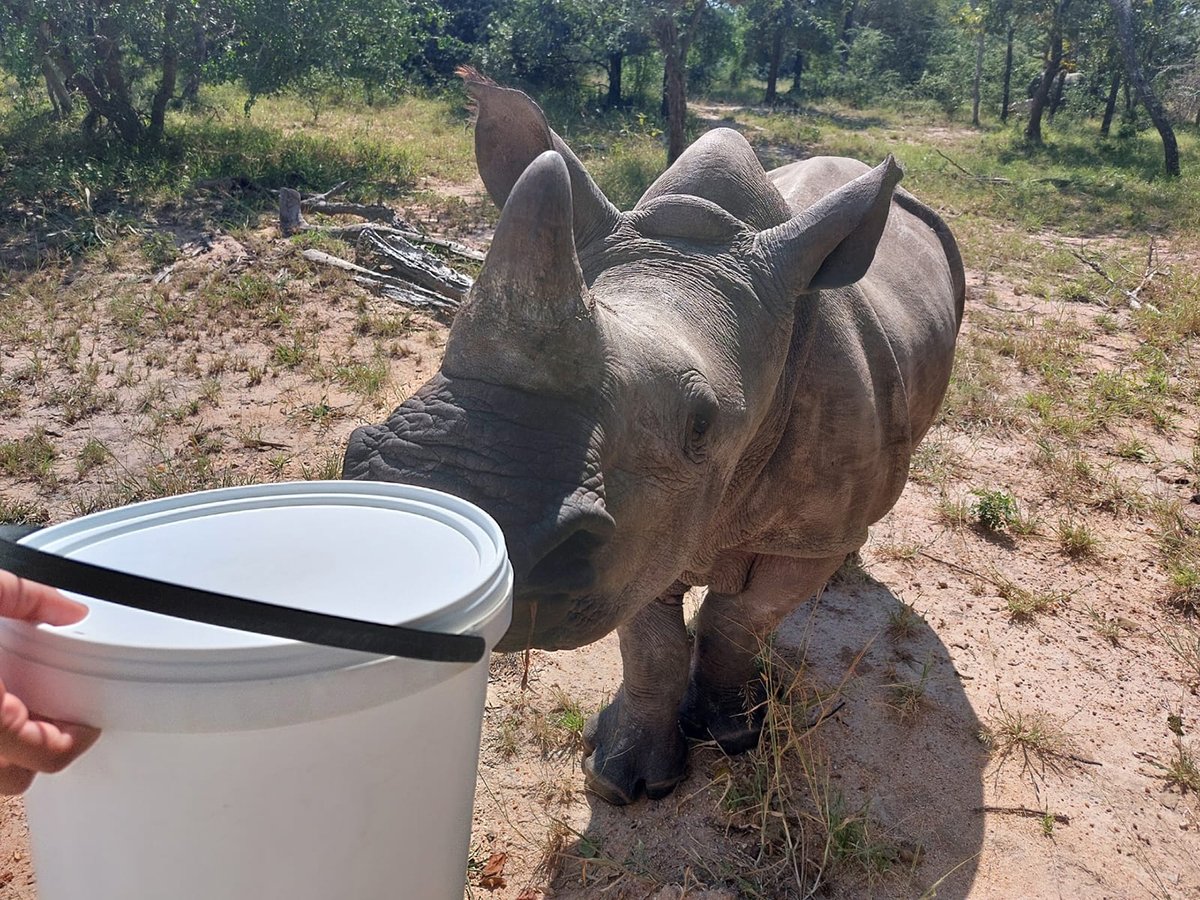 One very thirsty boy, our Thaba. 🦏
#rhino #RhinoFriday #baby #animals