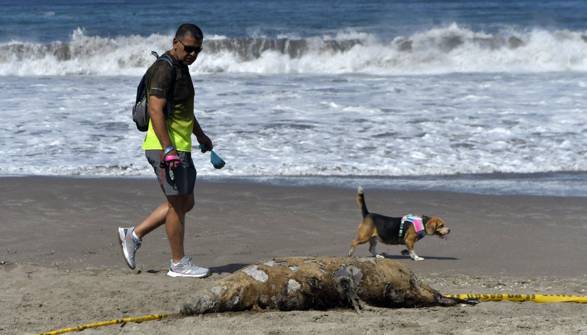 😷🦠🦆🦭 Update case #birdflu #AvianInfluenza #H5N1 in a 53-year-old man from Chile (Tocopilla). The most plausible route of transmission was through environmental exposure, due to the large amount of dead sea lions and wild birds near his residence. 1/2

who.int/emergencies/di…