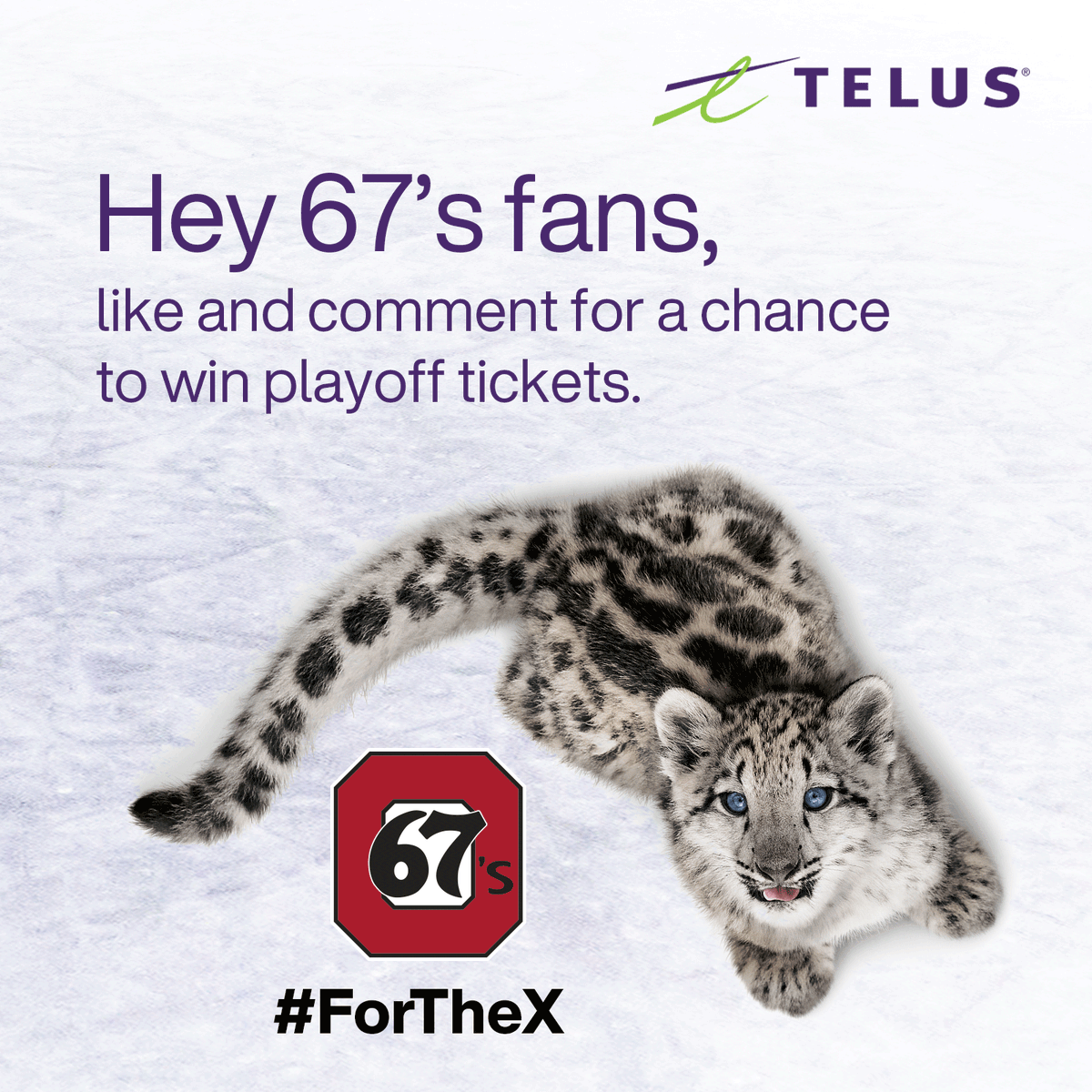 Ottawa67sHockey's tweet photo. 👋 Like this post and drop some positive encouragement for the boys in the comments, and you can win four (4) FREE tickets to tomorrow's Game 5, courtesy of @TELUS!*

*Must be following the 67's on Twitter https://t.co/cNoUZHhoG8