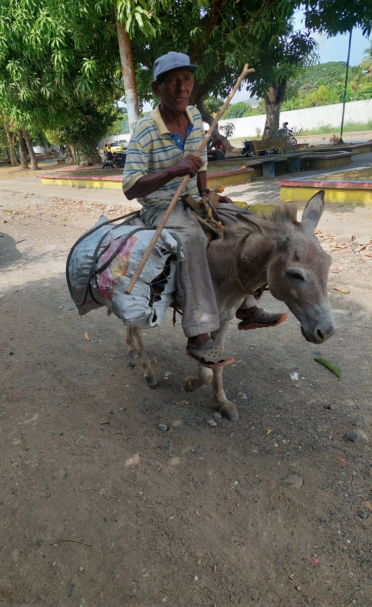diegopanzenu's tweet photo. Una historia que se niega a extinguir. El abuelo viene de Pueblo Seco a lomo de burro con 2 cargas de carbón que el fabrica. Me dijo "blanco cómprame el carbón 20 el bulto" en el mercado no lo vendo me dan 10mil y no alcanza para el arroz. Que grandeza la de nuestros campesinos https://t.co/0rdaaHrPqi