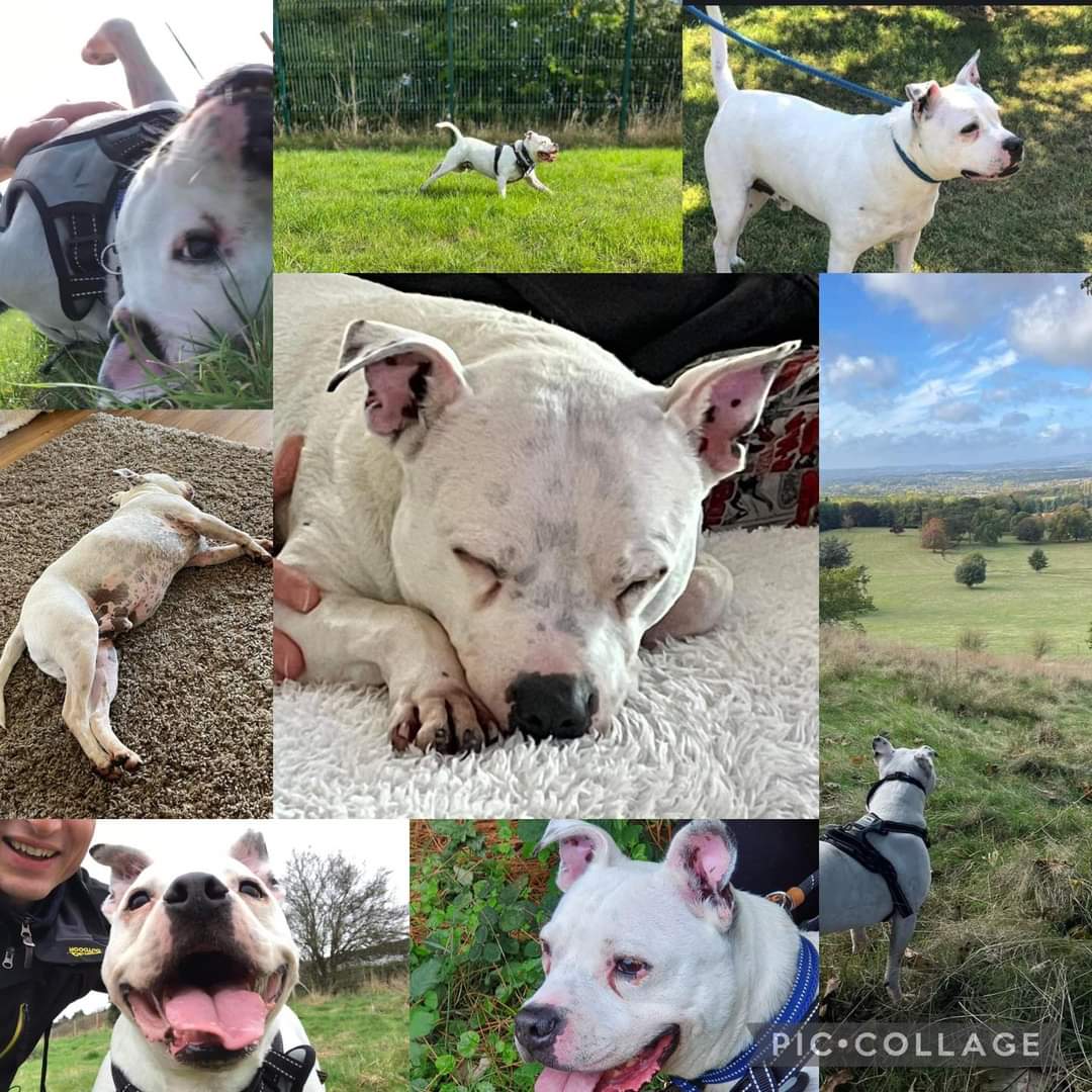 SeniorStaffy's tweet photo. Zeus has proven to be the (almost) perfect dog whilst in our care…he only has one issue &amp; that’s his reactivity to other dogs. Zeus needs a dog free home with a decent garden &amp; somewhere dog free, like a hired secure field, nearby for his sprints. He loves people,even the Vet ❤️ https://t.co/2PtSVHIoeR