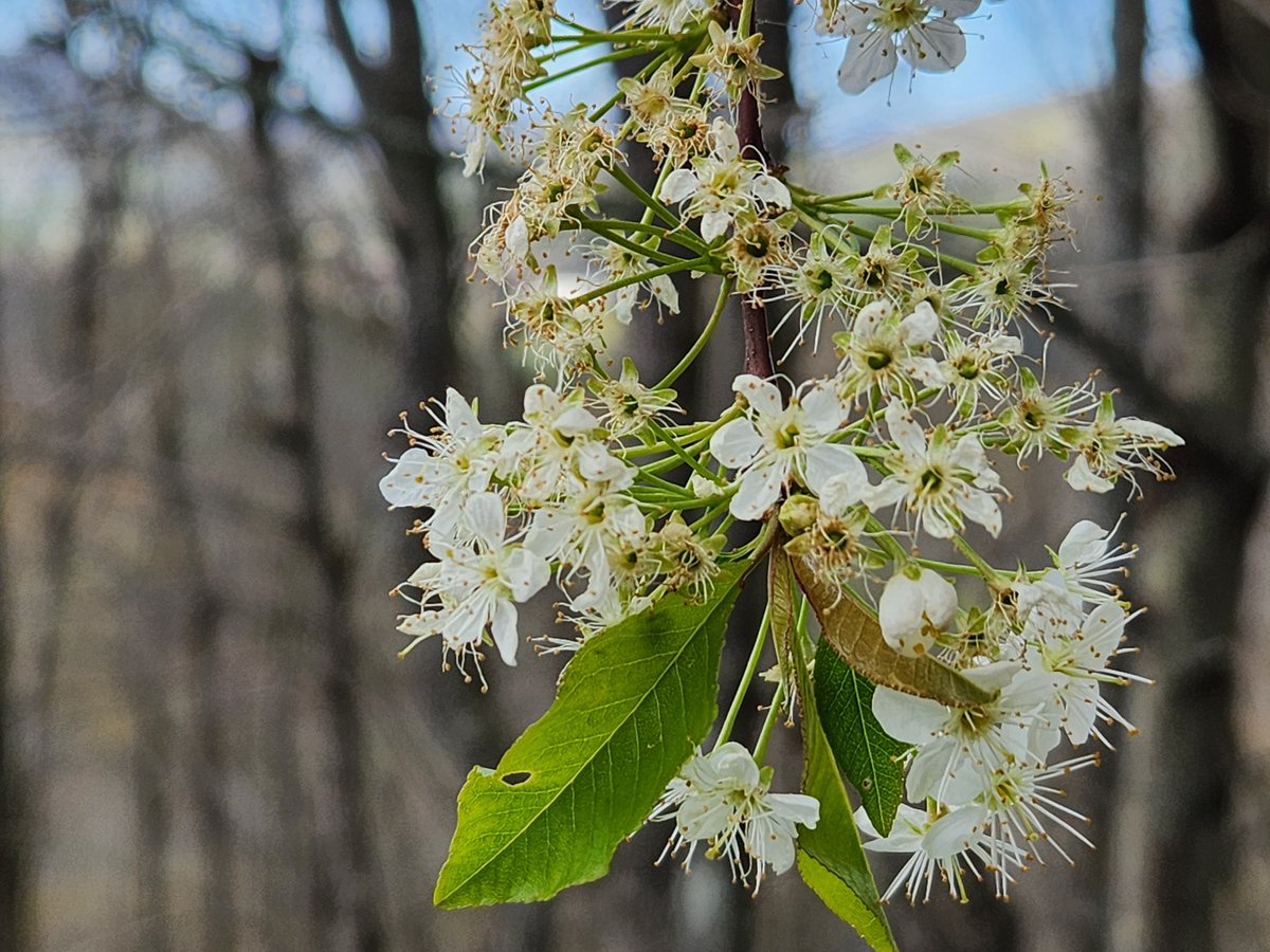 John Kelly on Twitter "Anyone know for sure what kind of tree this is