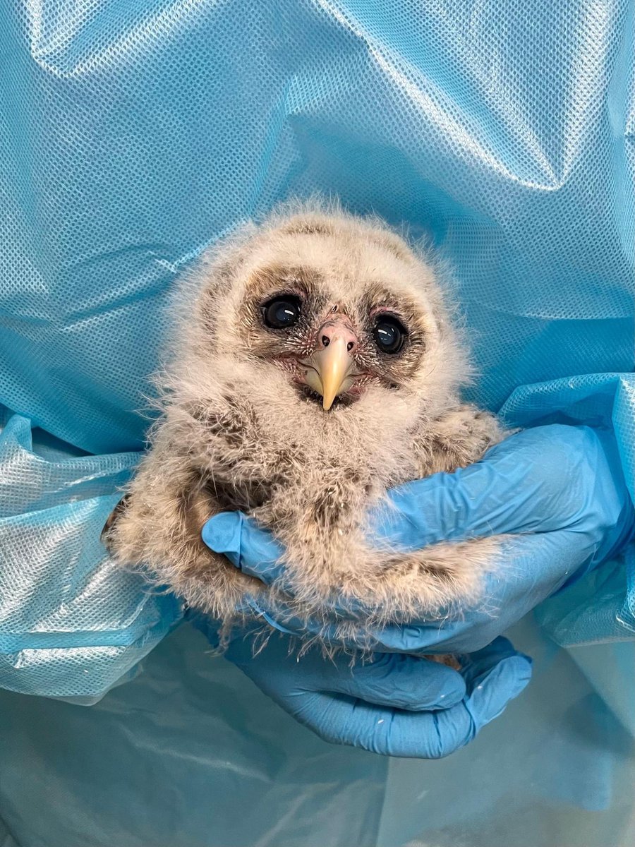 When we receive calls about baby raptors, it is typically a situation where renesting is the best option. However, if the baby is sick or injured, reuniting isn’t appropriate - which was the case for this nestling Barred Owl who suffered a broken leg when they fell from the nest.