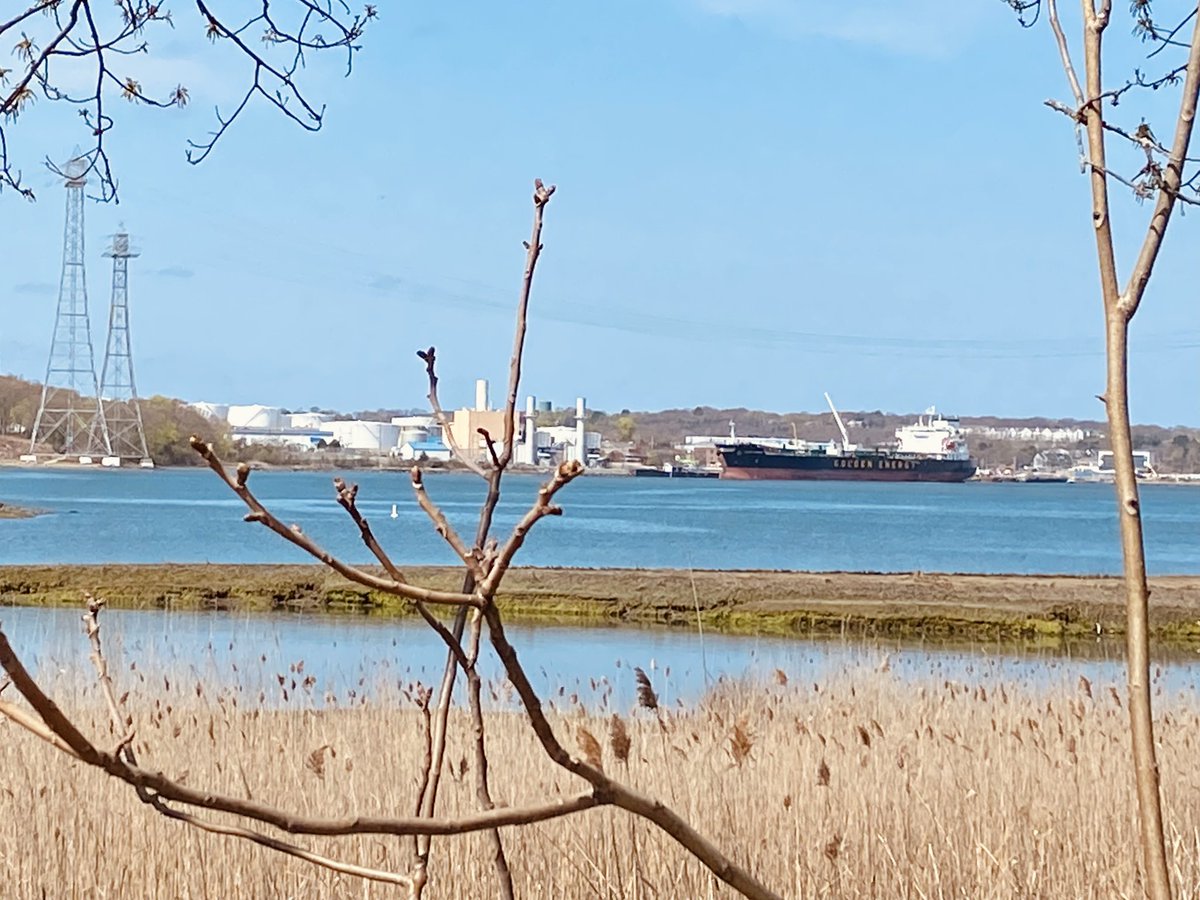 Becky_Haugh's tweet photo. Spotted some golden energy in the Fore River this morning. North #WeymouthMA https://t.co/jOP8B4owD0