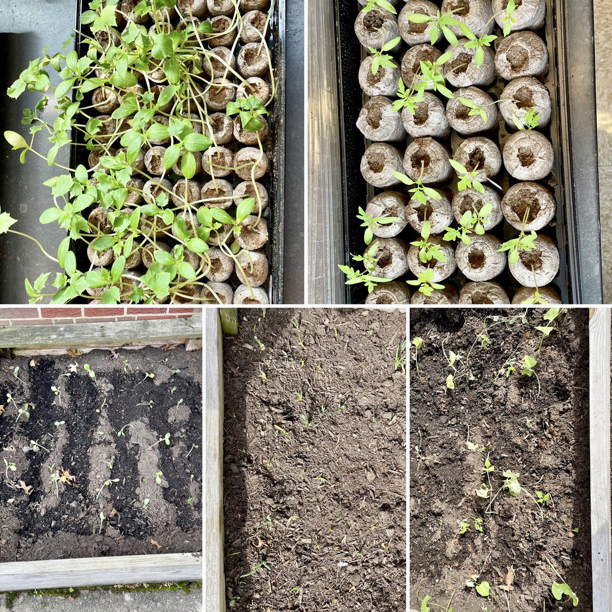 AltCabell's tweet photo. Working with the WVU extension gardening program, students at Crossroads are seed starting and planting vegetables! Those plants will be transplanted in a garden in Milton to be harvested later in the summer for community farmer’s markets. 
#MyCabellSchools https://t.co/COQMbtrkqP
