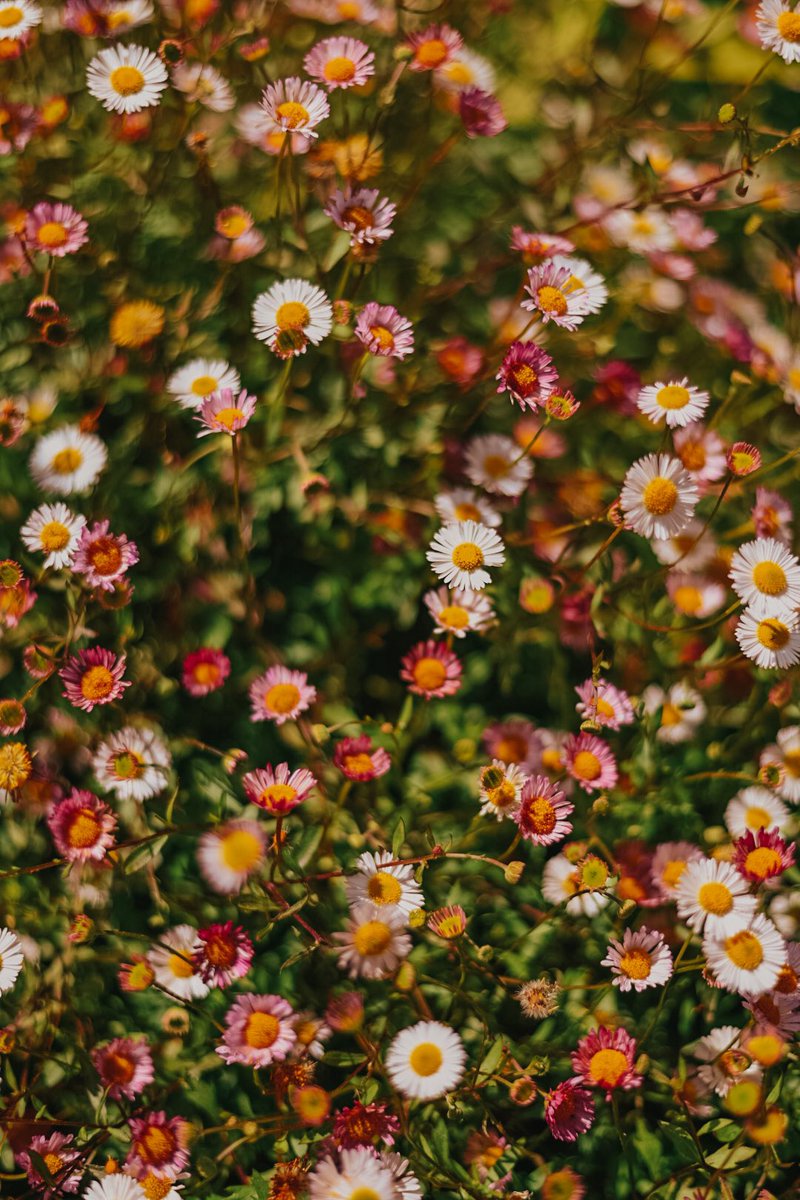saigedewell's tweet photo. a funky flowery friday gm

💐☀️ https://t.co/WjYEQUq5dD