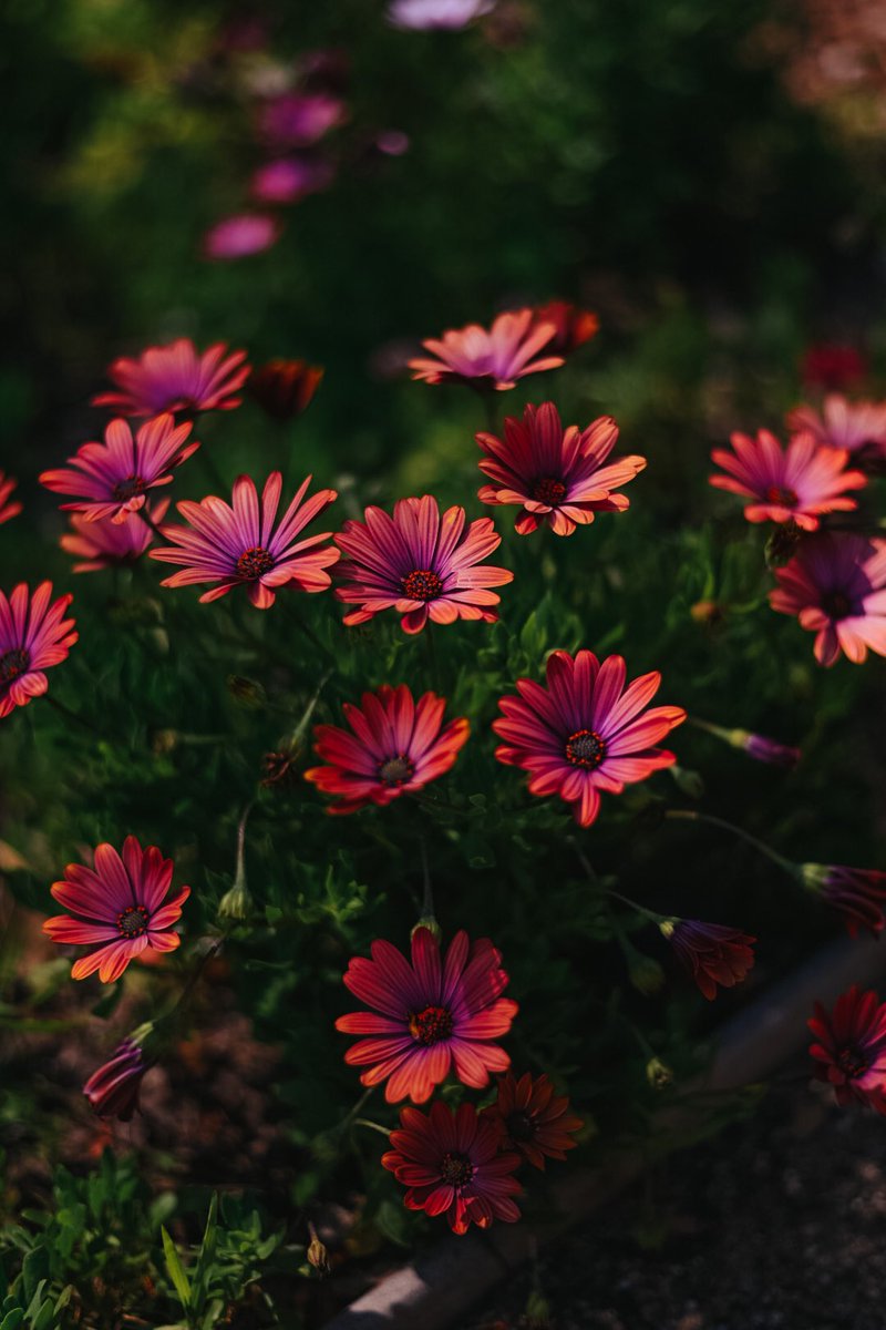 saigedewell's tweet photo. a funky flowery friday gm

💐☀️ https://t.co/WjYEQUq5dD
