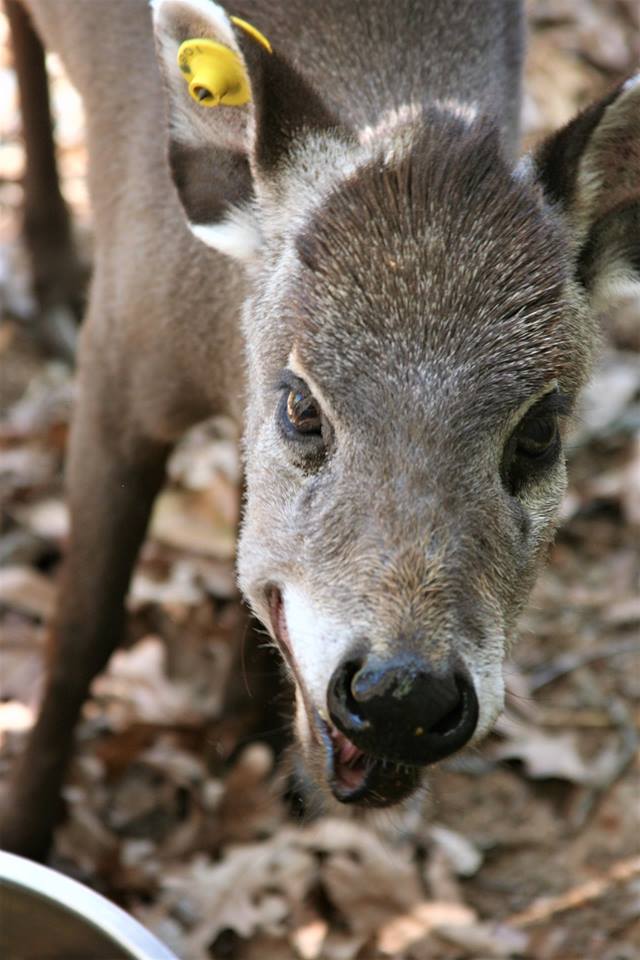 MillMountainZoo's tweet photo. #FunFactFriday Tufted #deer do not have incisors in their upper jaw; instead, they have a callous pad which presses against the lower jawβs incisors. This allows the deer to tear off vegetation as it feeds. #tufteddeer #vampiredeer #DidYouKnow #funfacts #animals #cuteanimals #MMZ https://t.co/iSvfJP4Guk