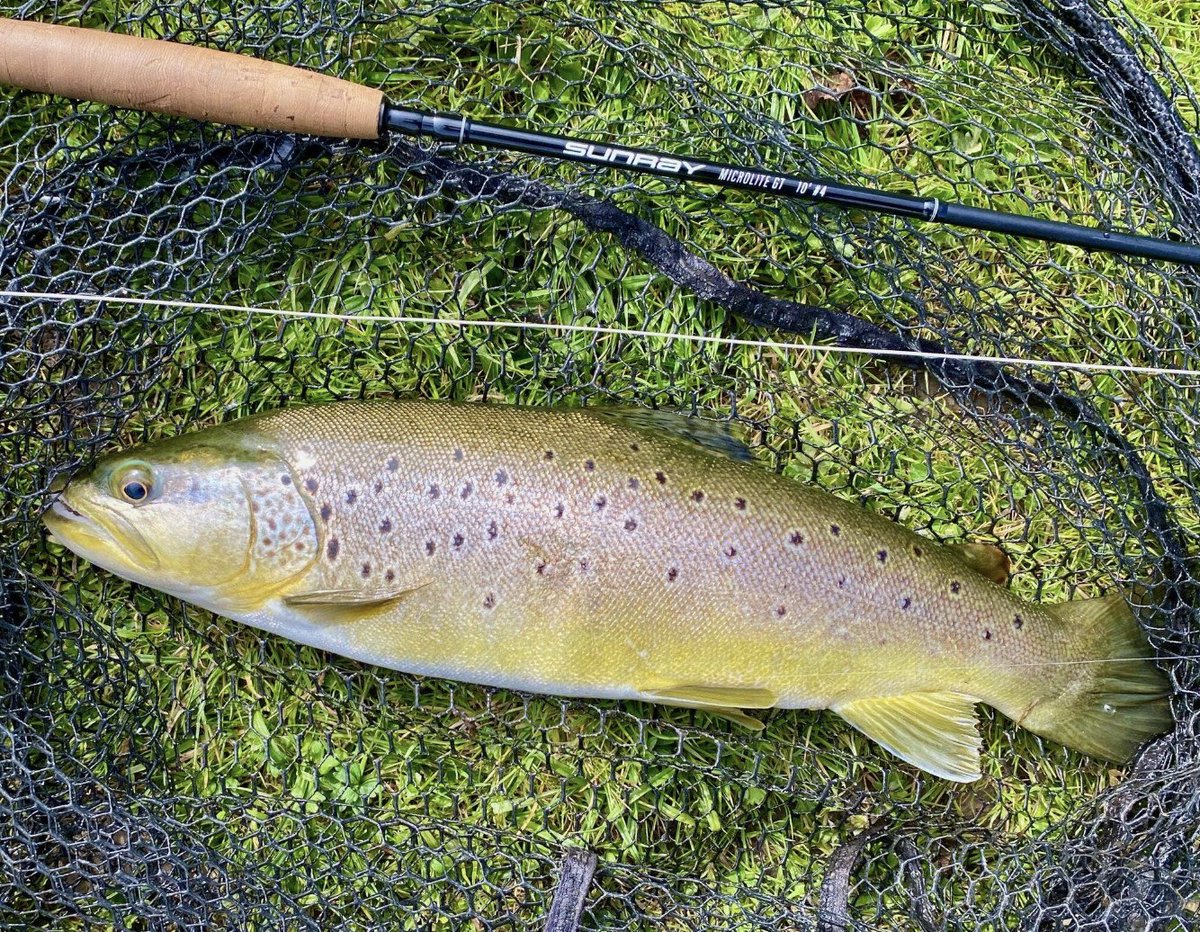 Sunray Fly Fish tweet media