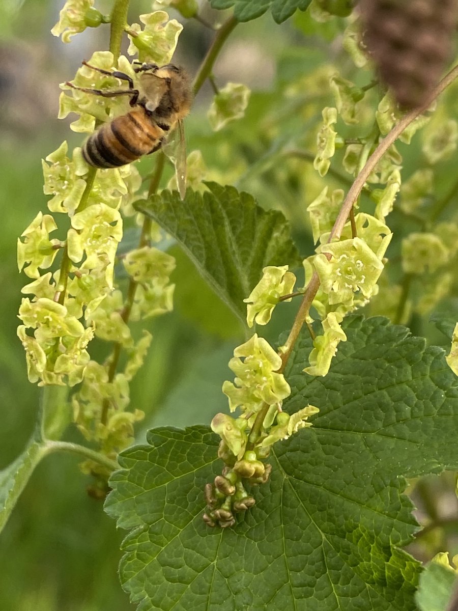 Bloei rode bessen onder zonnepanelen.