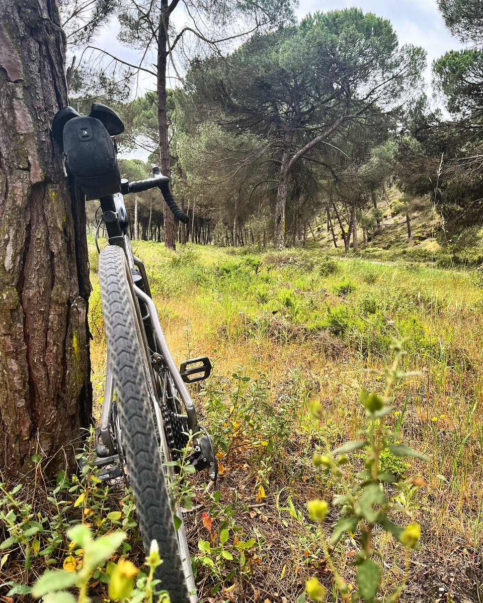 BikepackerFr's tweet photo. Bike&amp;Trees 🚲🌲

#gravel #gravelbike #gravelride #gravelcyclist #cyclingshots #trees #naturelover #naturephotography #giantbikes #giantrevolt #bikepacker #bikepacking #bikepackerfr https://t.co/jCcWzsY2UM