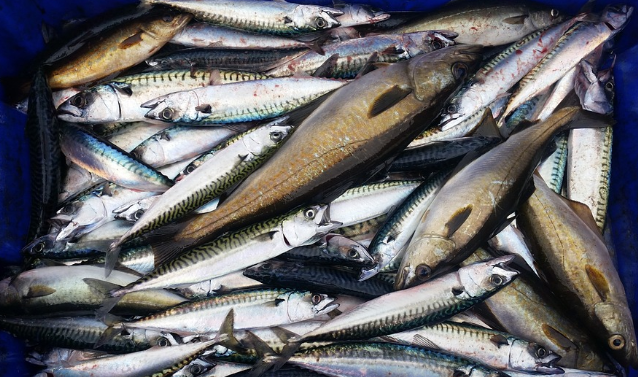 WaterpediaWiki's tweet photo. 1/10 🚨 Mackerel is no longer a sustainable fish! 🐟 The UK’s Marine Conservation Society (MCS) has downgraded the sustainability rating of north-east Atlantic mackerel from "green" to "amber." What does this mean for your seafood choices? 🤔 #sustainability #mackerelcrisis https://t.co/qCoOURifCN