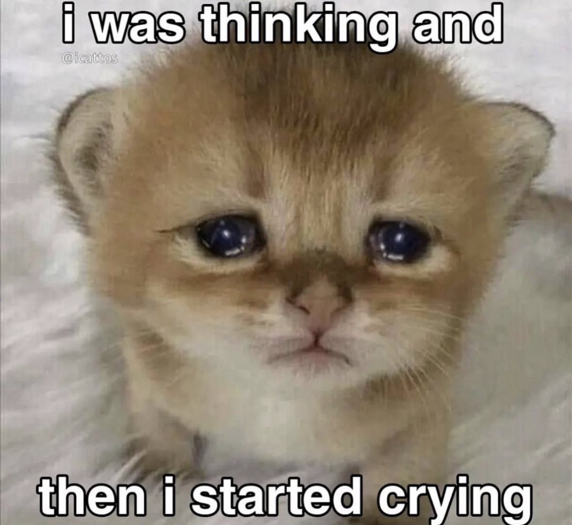 literallymecats's tweet image. 