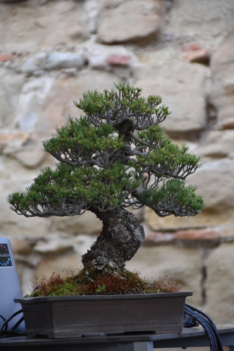 alfapla1's tweet photo. Un plaer haver pogut entrevistar per a @PLEC18 al mestre Gerard Curcó que ens ha mostrat com poden ser d'importants els bonsais en les nostres vides 🌳⛩️🎌
どうもありがとうございます
(Fotos: Carmina Pardo i Manolo Zamora)
#EspaiBonsai #bonsai #plec #LaCulturaComAEcosistema https://t.co/6ZaocECtV6