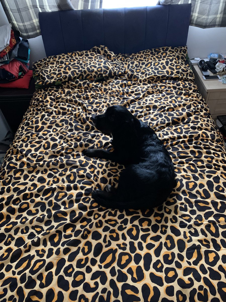PaulMcN96565538's tweet photo. Everyone likes new bedding! ❤️❤️ #dogsoftwitter #leapordprint #love #Like #follobackforfolloback https://t.co/Mb4JxCjno3