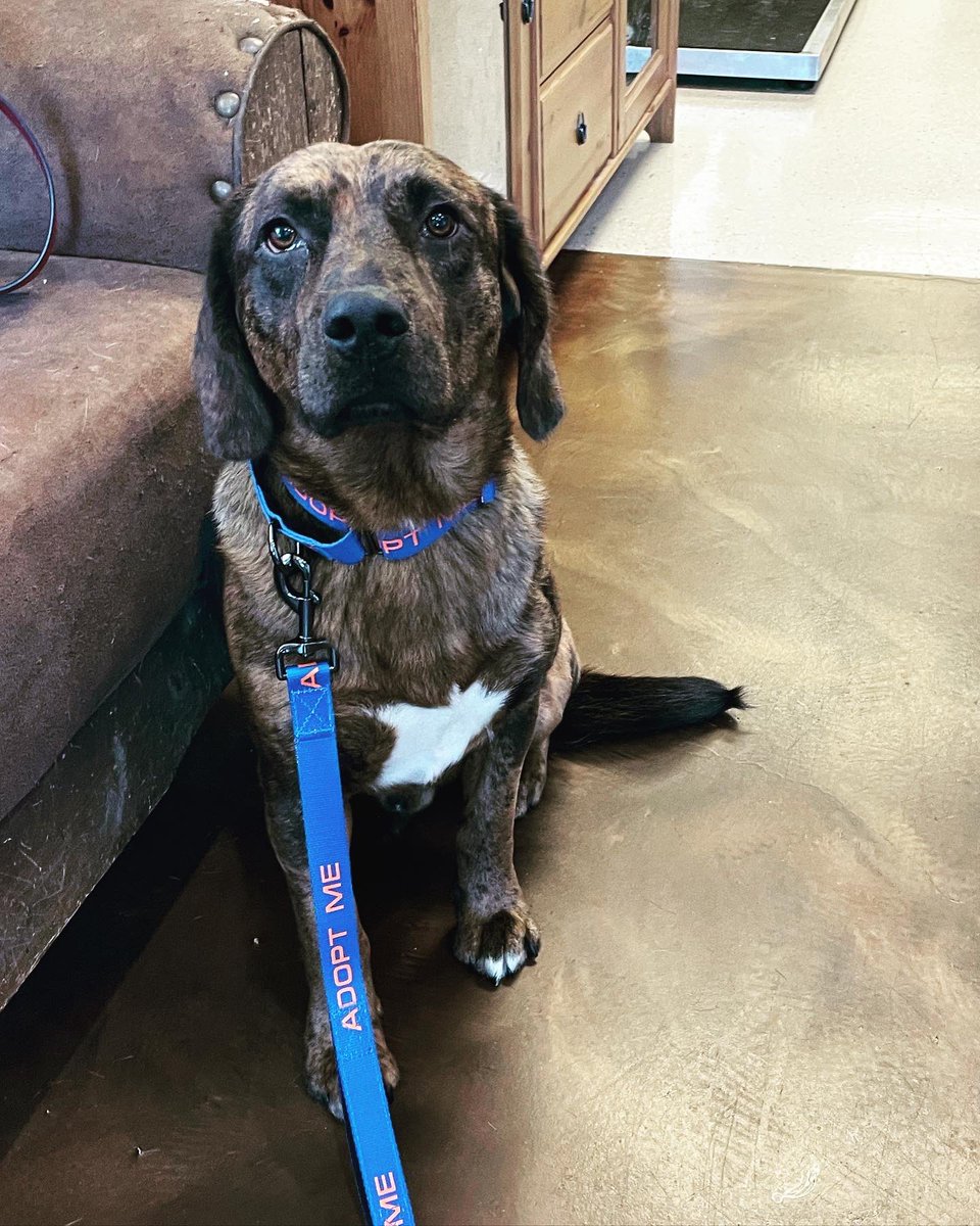 BluebonnetRescu's tweet photo. Sweet Duncan looks like a solid little guy, but still, I was a little surprised that he weighed in at 50 1/2 lbs! He will be vaccinated, tested for heartworms, microchipped and neutered today. He will be #availableforadoption soon! https://t.co/JgL3wxVy1a