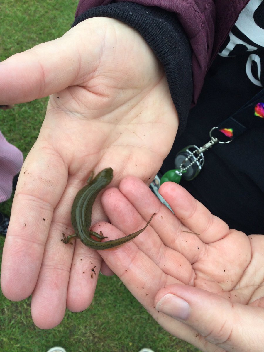 Hazel_Yacademy's tweet photo. Today we went pond dipping as part of our Earth day activities 🦎 https://t.co/3skpHgq4Qv
