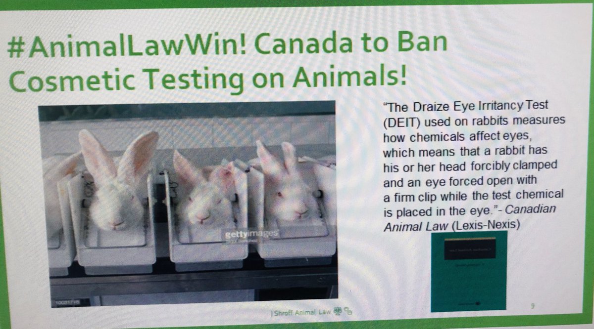 shroffanimallaw's tweet photo. #AnimalLaw win⚖️🎉🐰 #cosmetictestingban on animals finally happening in Canada!💄 Rabbits, rats & mice are rejoicing! | @CdnAnimalLawSG @CharltteWolters https://t.co/gCht6KA4Se