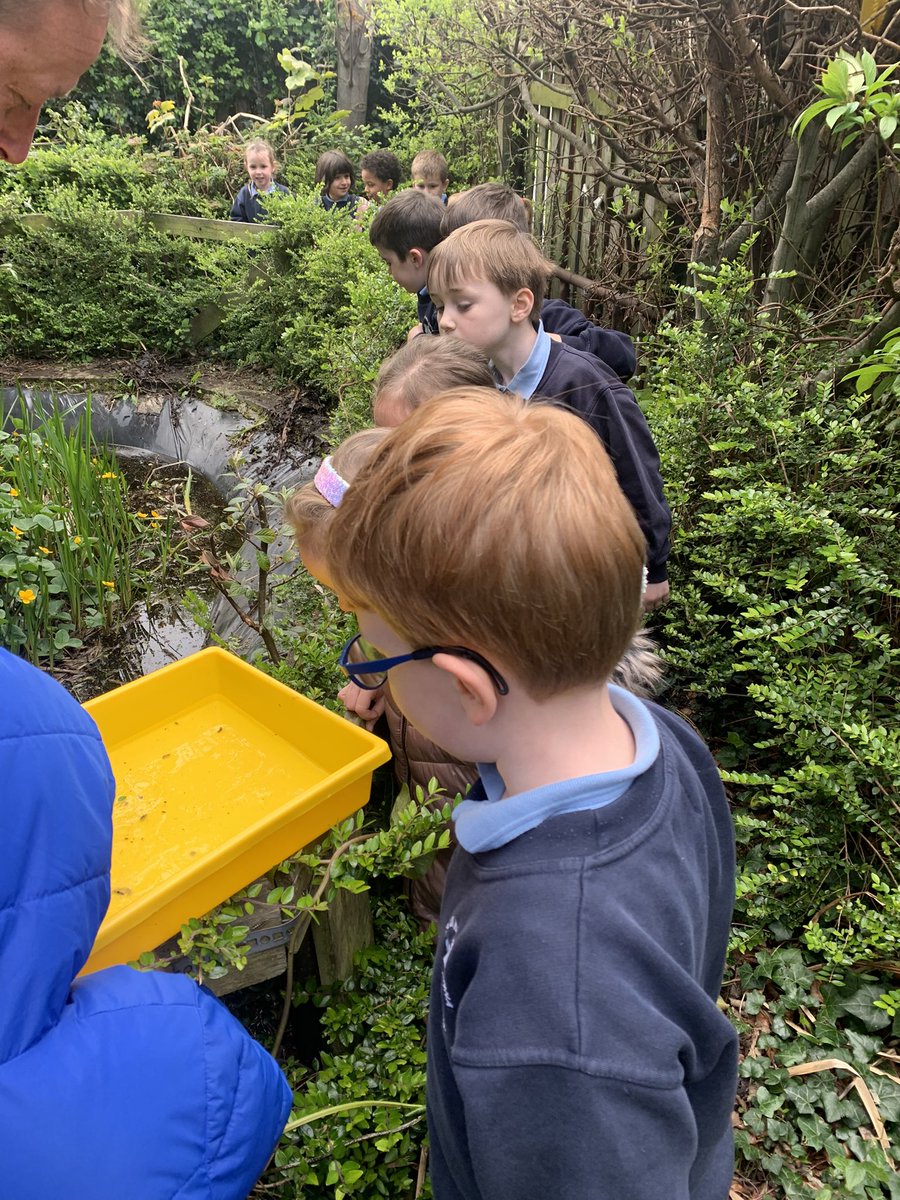 aivalikli_ms's tweet photo. Concluding our study of life cycles with a look at our school pond today. We examined lily pads, mini beasts and our adult and adolescent newts! Thank you to our caretaker Ogie for his help @followstannes https://t.co/hWk5XLjnZo