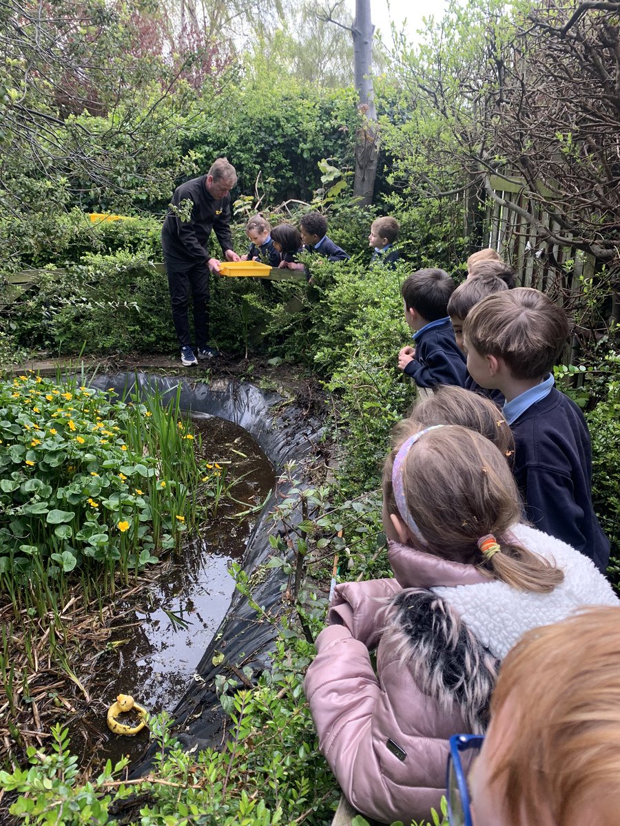aivalikli_ms's tweet photo. Concluding our study of life cycles with a look at our school pond today. We examined lily pads, mini beasts and our adult and adolescent newts! Thank you to our caretaker Ogie for his help @followstannes https://t.co/hWk5XLjnZo