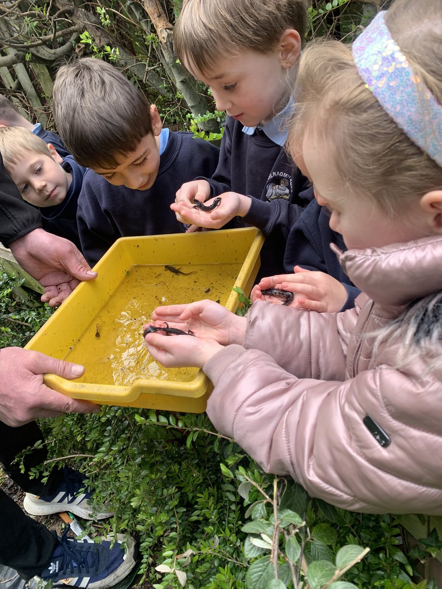 aivalikli_ms's tweet photo. Concluding our study of life cycles with a look at our school pond today. We examined lily pads, mini beasts and our adult and adolescent newts! Thank you to our caretaker Ogie for his help @followstannes https://t.co/hWk5XLjnZo