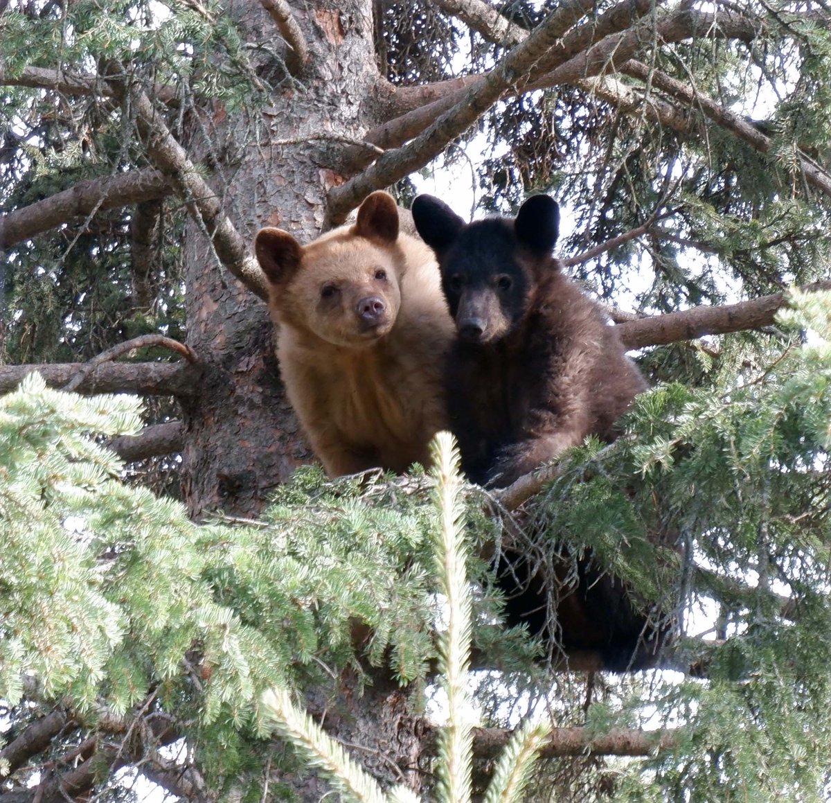 The Cochrane Ecological Institute has very exciting news… we have officially been reapproved to rehabilitate orphan black bear cubs – with up to a maximum of 5 cubs! We thought we would celebrate the news with some adorable tidbits of footage and photos of our previous guests.